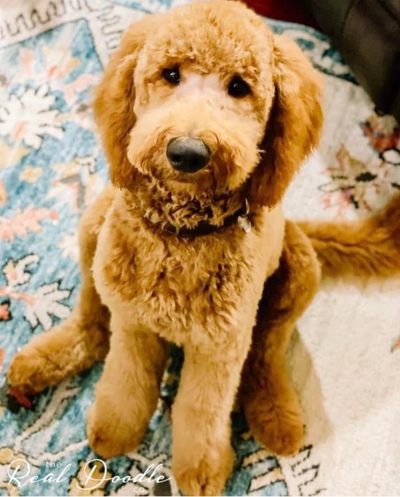 Adult red Goldendoodle sitting indoors, showing the full grown wavy coat — The Real Doodle Co.