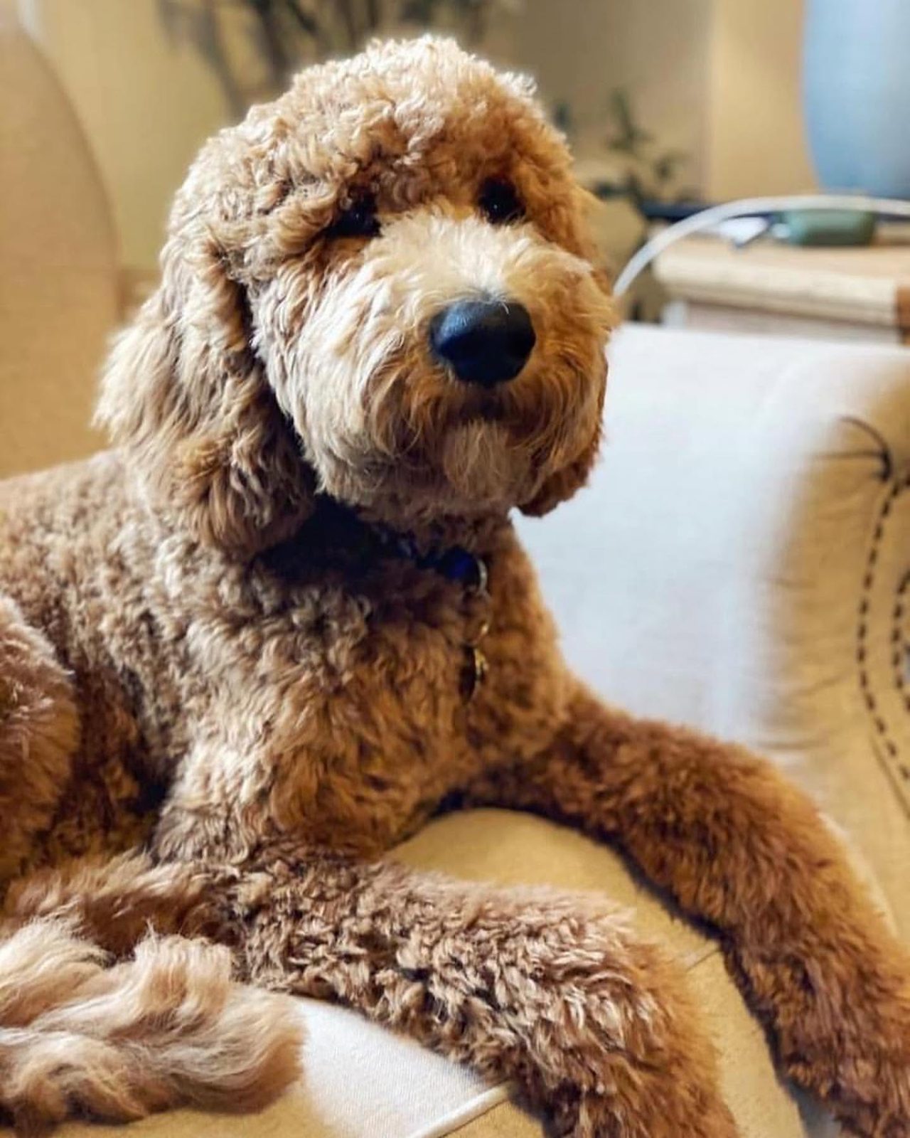 Full-grown apricot Goldendoodle with a soft wavy coat resting indoors — The Real Doodle Co., Cedar Rapids, Iowa