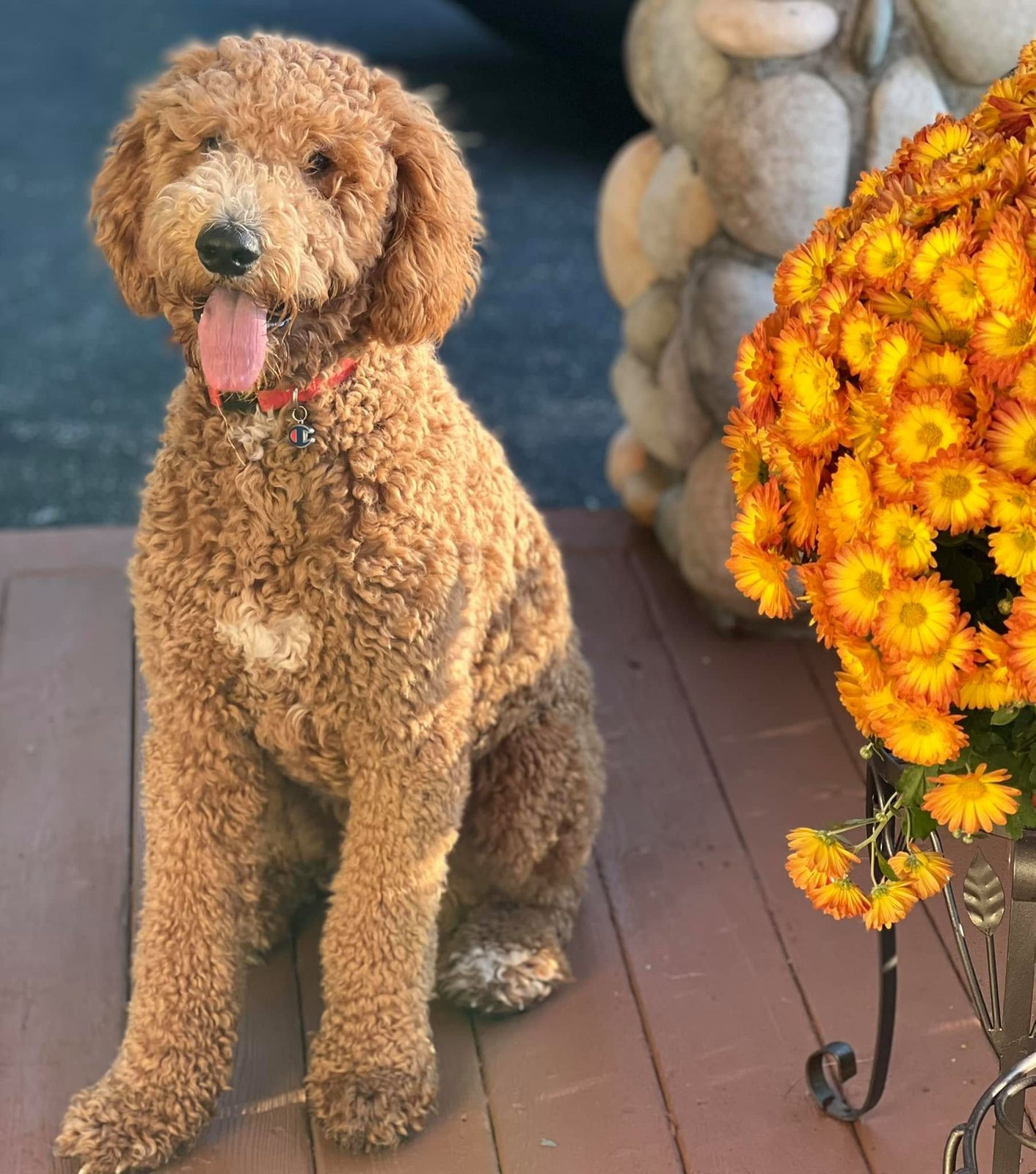 Full-grown apricot Goldendoodle standing indoors, showing adult size — The Real Doodle Co.
