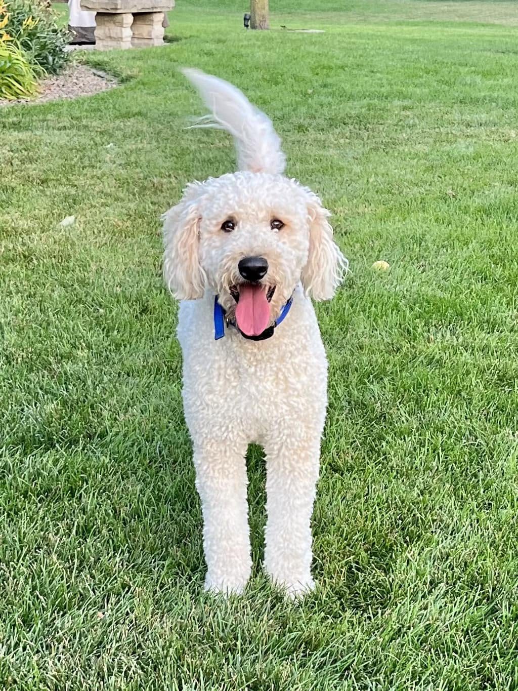 Gentle apricot Goldendoodle sitting indoors, a calm affectionate family dog — The Real Doodle Co.