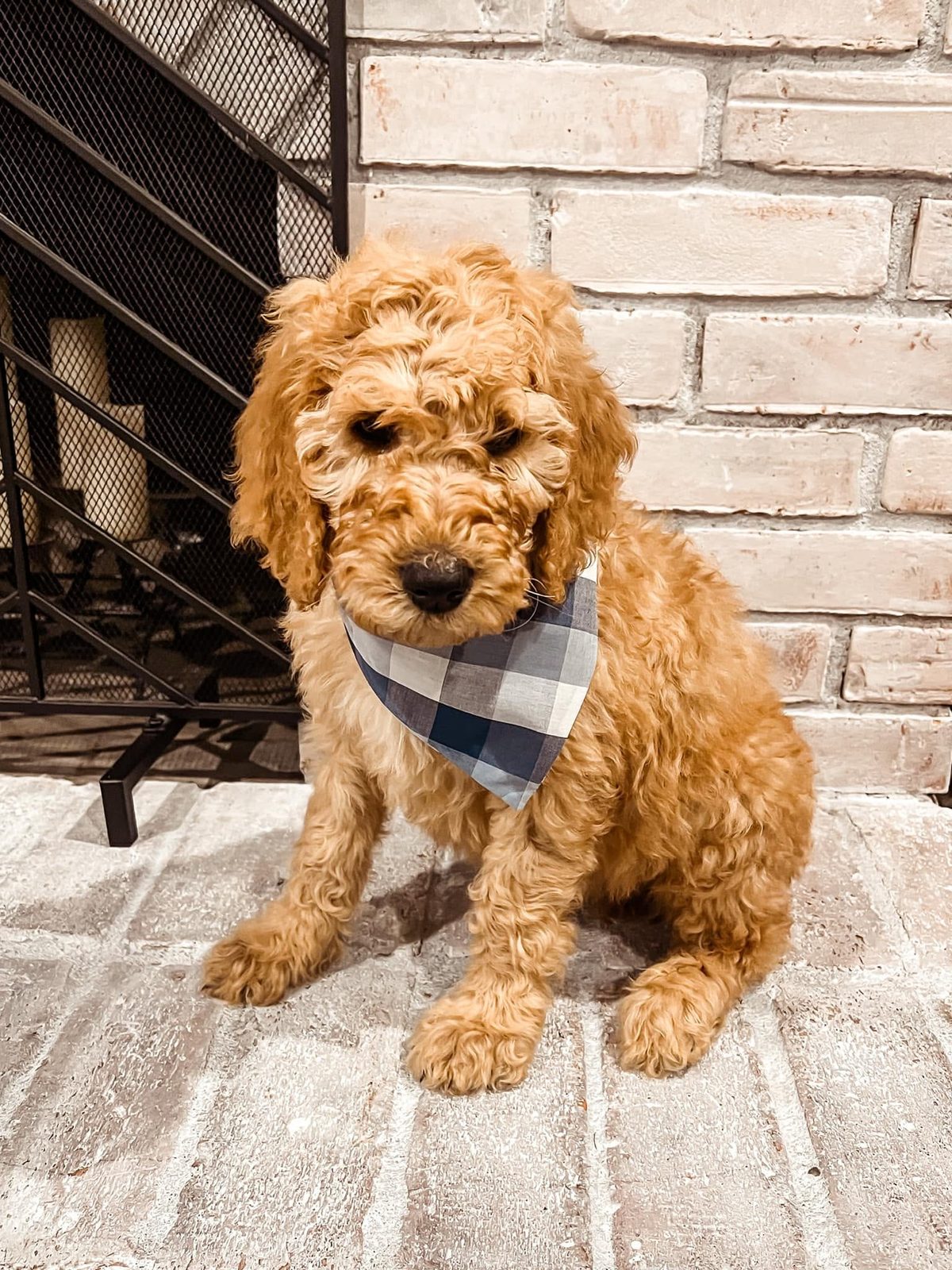 Healthy full-grown apricot Goldendoodle from a reputable breeder — The Real Doodle Co., Cedar Rapids, Iowa