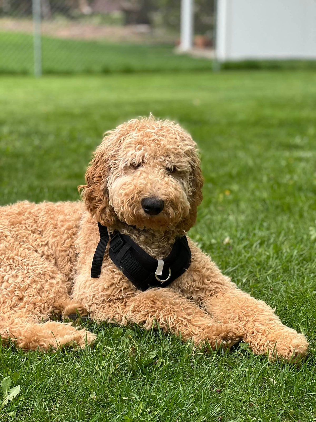 Cream Goldendoodle lying in the grass in a sunny backyard — The Real Doodle Co.