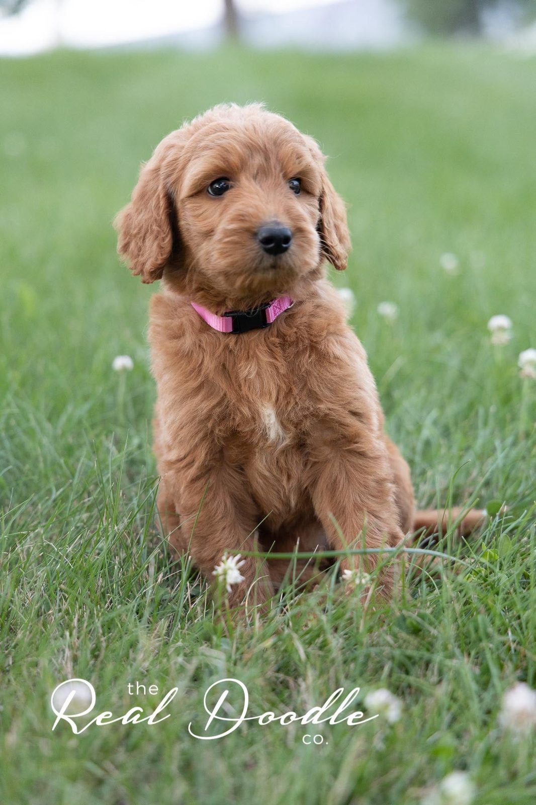 Apricot Goldendoodle puppy with a soft coat that needs regular brushing — The Real Doodle Co., Cedar Rapids, Iowa
