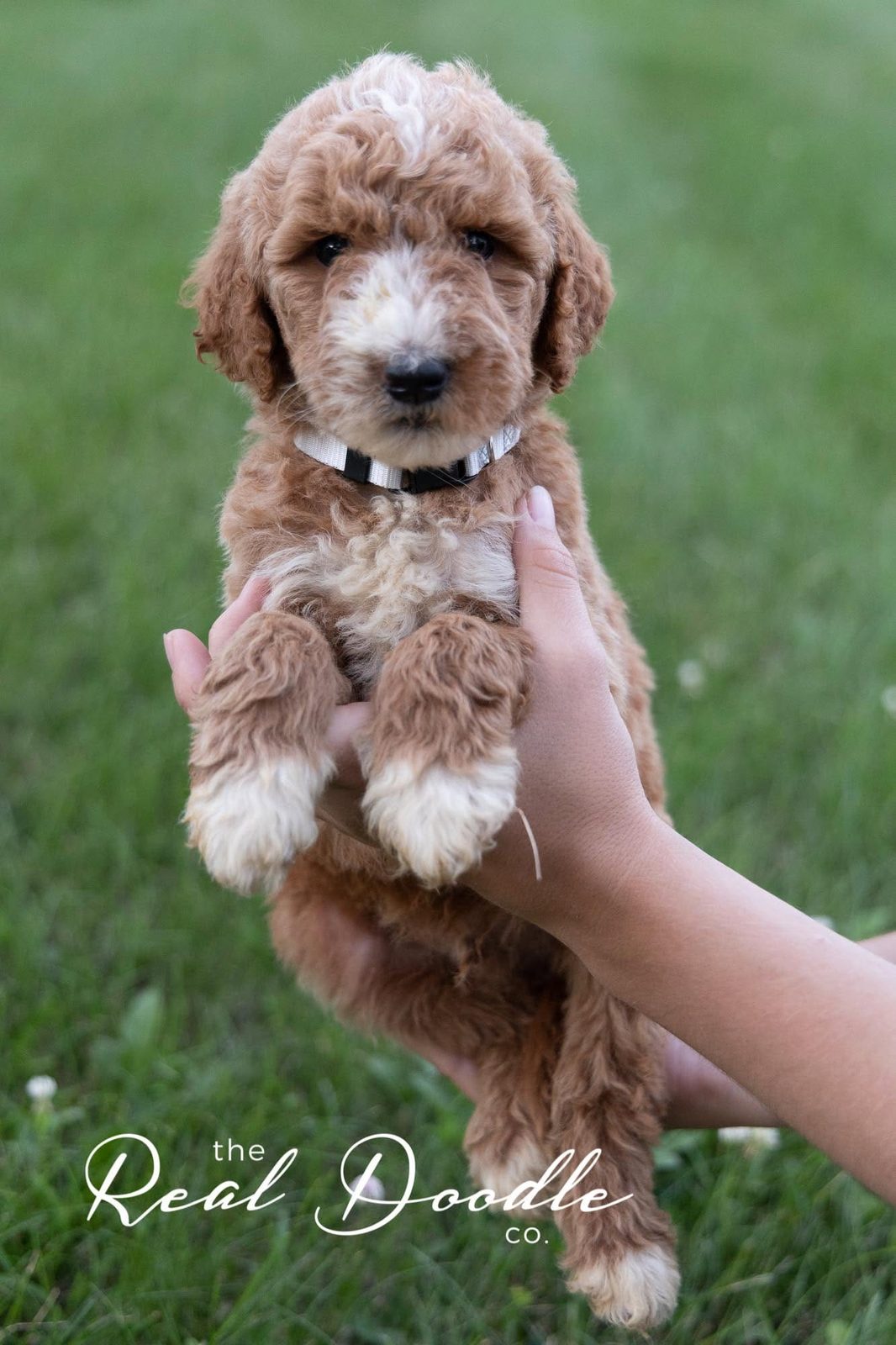 Apricot mini Goldendoodle puppy sitting, a small non-shedding family dog — The Real Doodle Co., Cedar Rapids, Iowa