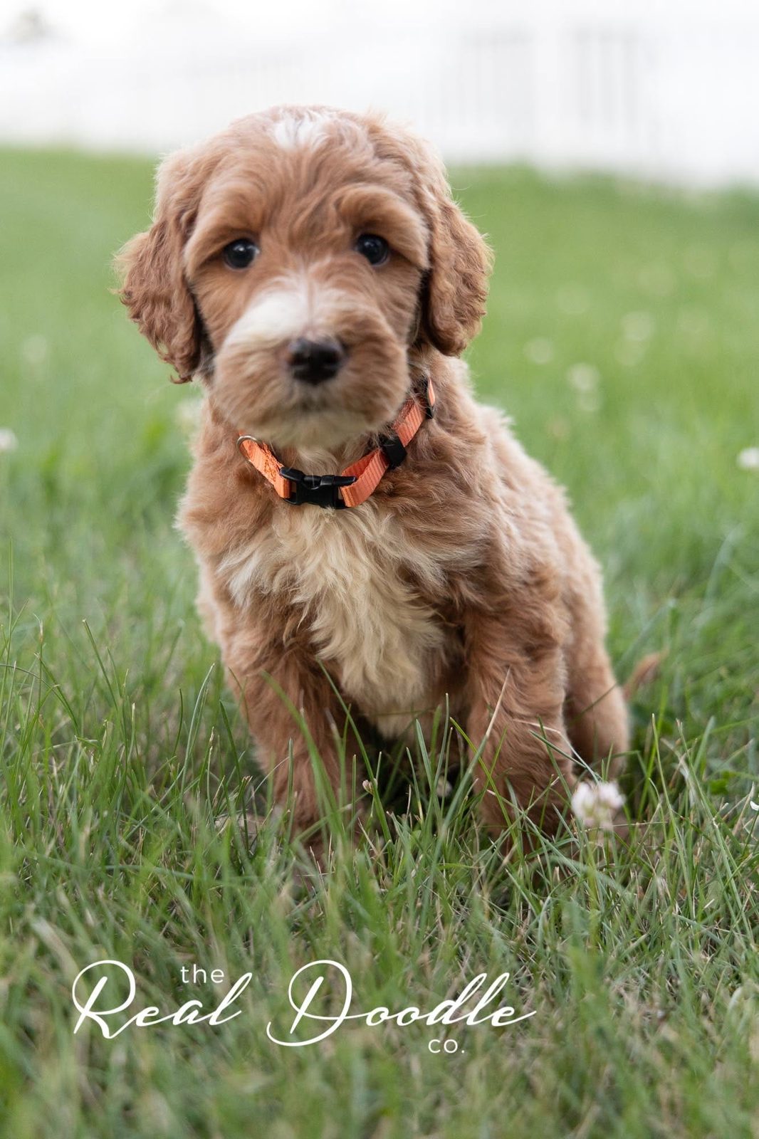 Apricot Goldendoodle puppy in the grass, all-inclusive pricing from a family breeder — The Real Doodle Co.