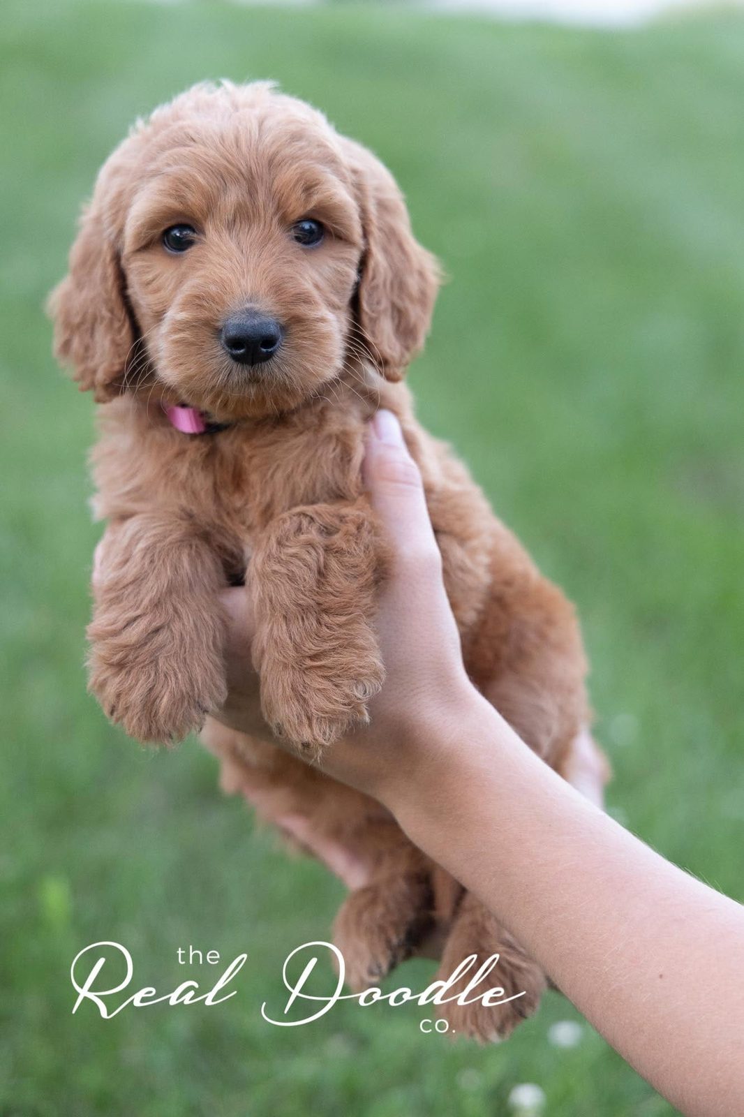 Apricot Goldendoodle puppy held in two hands at six weeks old — The Real Doodle Co., Cedar Rapids, Iowa