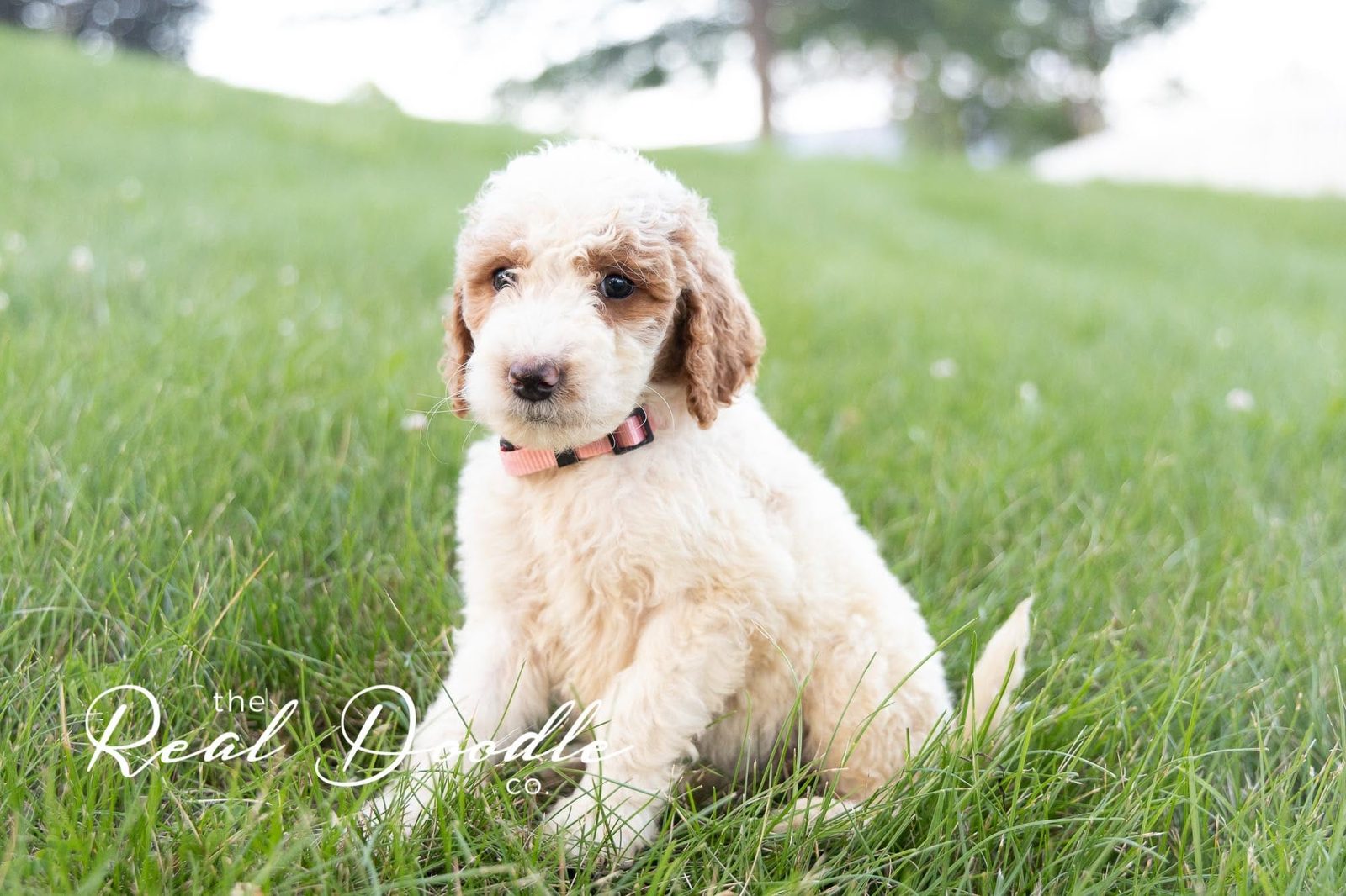 Group of Goldendoodle puppies together, family-raised — The Real Doodle Co.