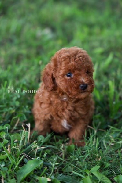Well-groomed apricot Maltipoo puppy with a healthy soft coat — The Real Doodle Co.