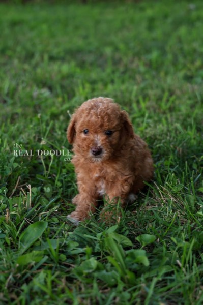Healthy apricot Maltipoo puppy from a responsible family breeder — The Real Doodle Co., Cedar Rapids, Iowa