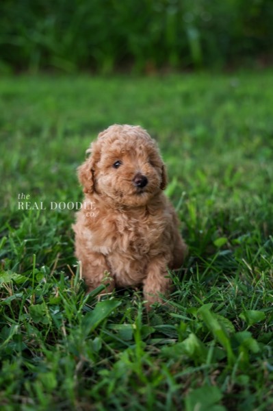 Cream Maltipoo puppy with a soft coat that needs regular brushing — The Real Doodle Co., Cedar Rapids, Iowa