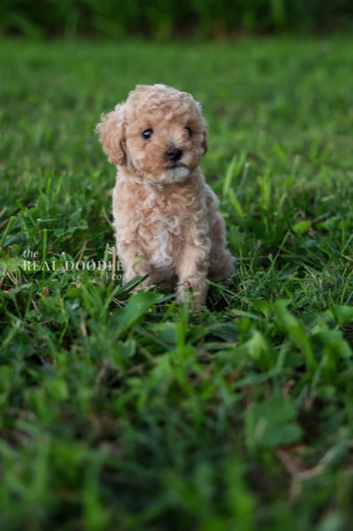 Cream Maltipoo puppy playing indoors — The Real Doodle Co.