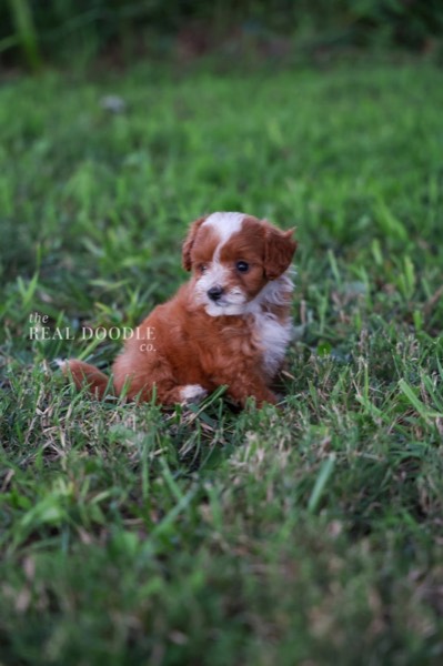 Red-and-white Pomapoo puppy from a responsible family breeder — The Real Doodle Co., Cedar Rapids, Iowa