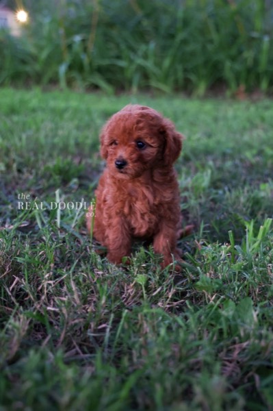 Red-apricot Pomapoo puppy, an affectionate first dog — The Real Doodle Co., Cedar Rapids, Iowa