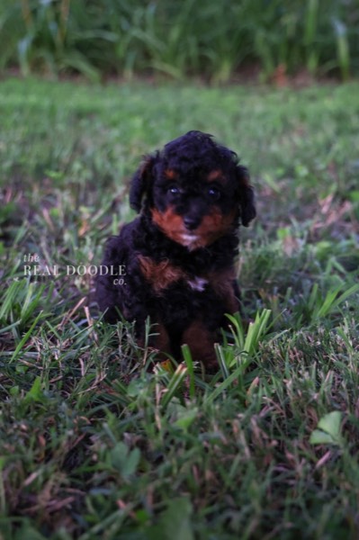 Black-and-tan Pomapoo puppy sitting, a small companion dog — The Real Doodle Co.