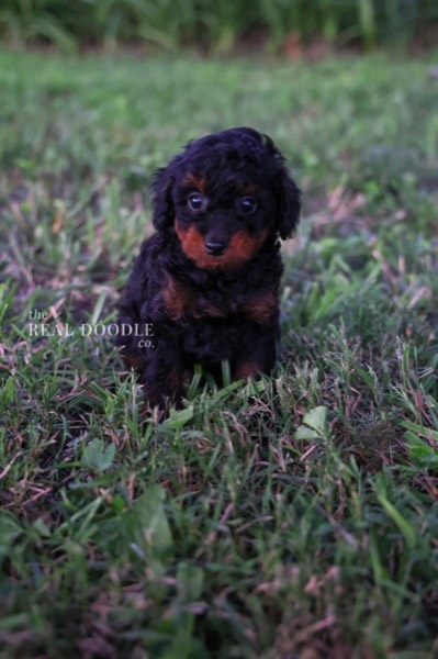 Black-and-tan Pomapoo puppy ready to play outdoors — The Real Doodle Co., Cedar Rapids, Iowa