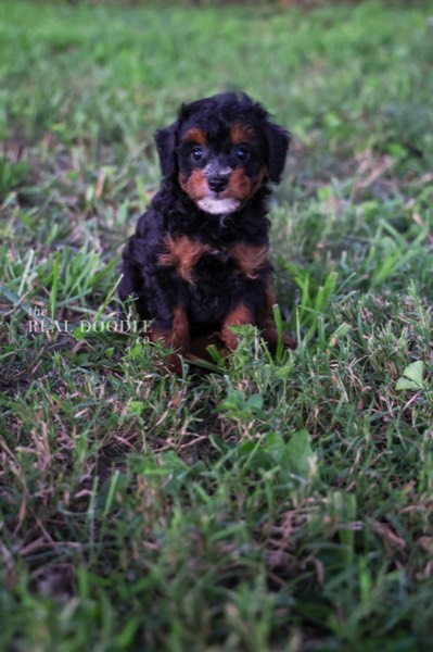 Black-and-tan Pomapoo puppy raised underfoot by a family breeder — The Real Doodle Co., Cedar Rapids, Iowa